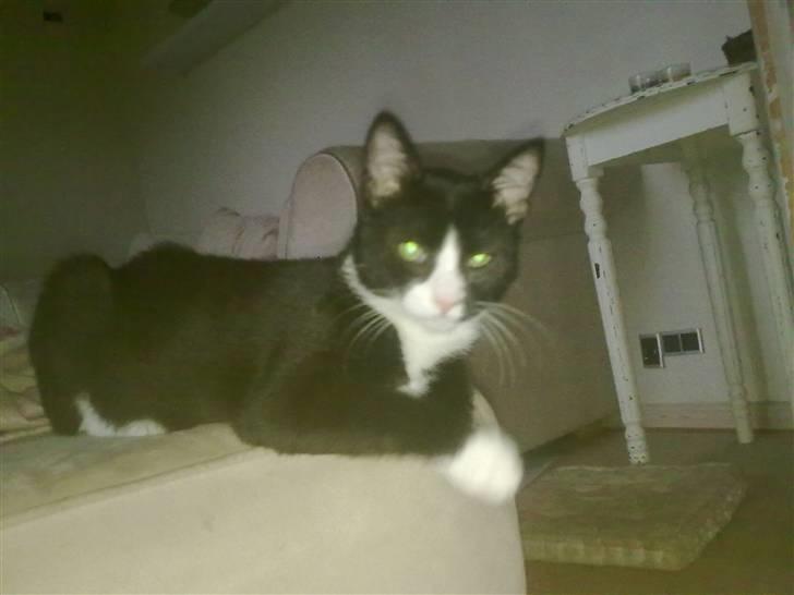 Huskat Samson (Basse) billede 8