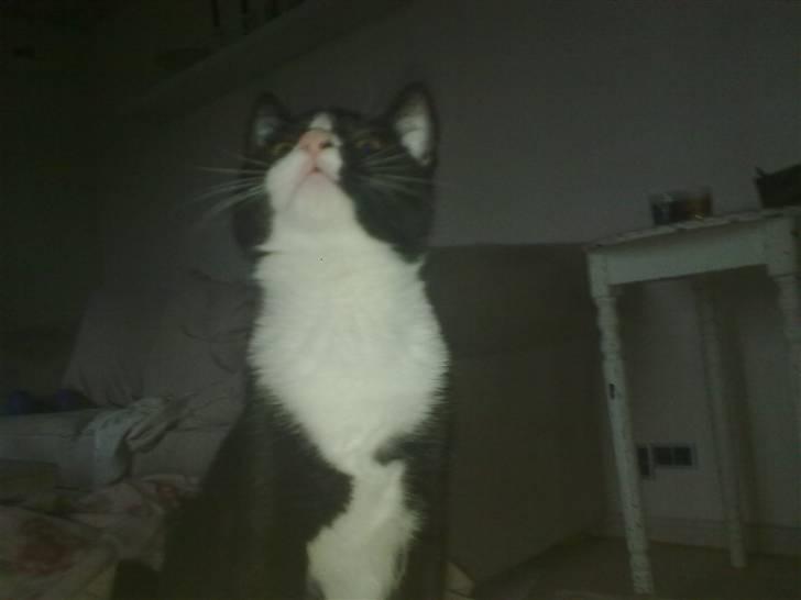 Huskat Samson (Basse) - Er der en flue?! billede 9