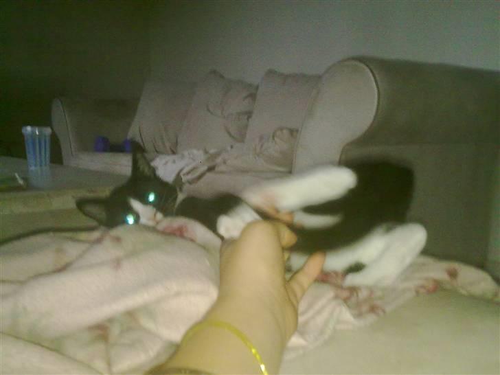 Huskat Samson (Basse) billede 10