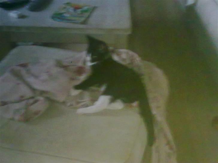 Huskat Samson (Basse) billede 11