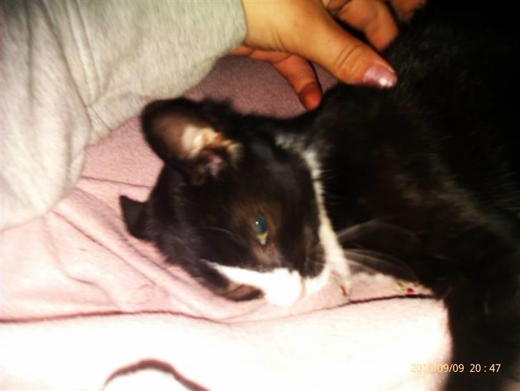 Huskat Samson (Basse) billede 12