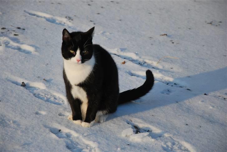 Huskat Samson (Basse) billede 13