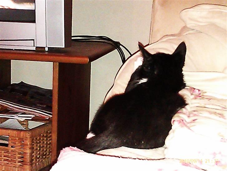 Huskat Samson (Basse) - Ti stille jeg ser tv! billede 14