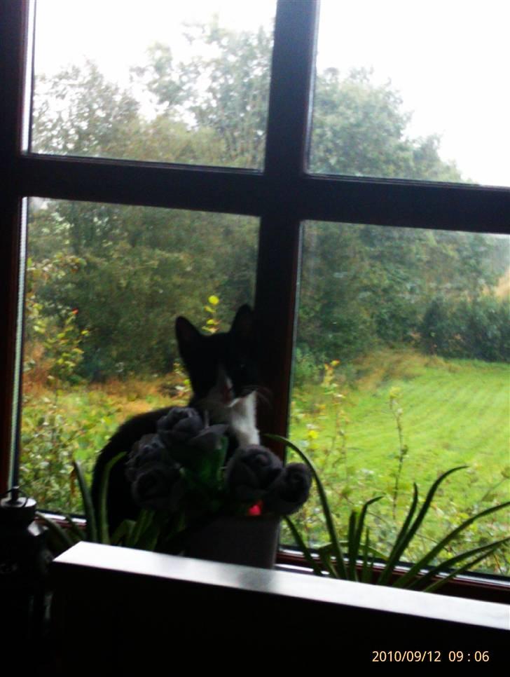 Huskat Samson (Basse) billede 15