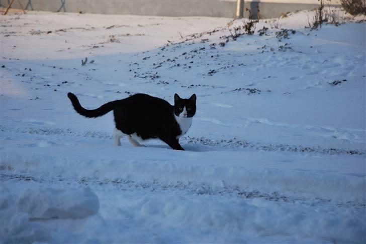 Huskat Samson (Basse) billede 16