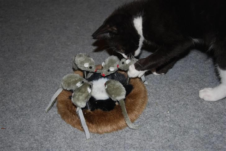 Huskat Samson (Basse) billede 17