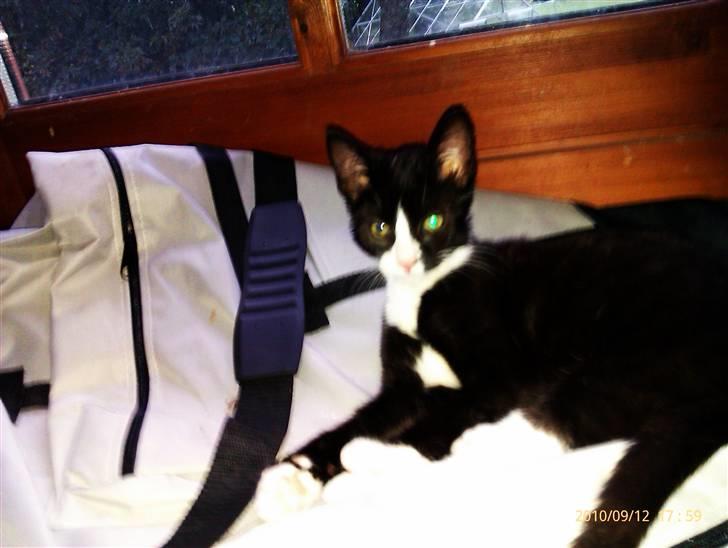 Huskat Samson (Basse) billede 18