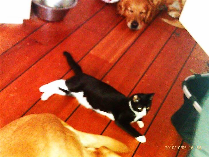 Huskat Samson (Basse) billede 19