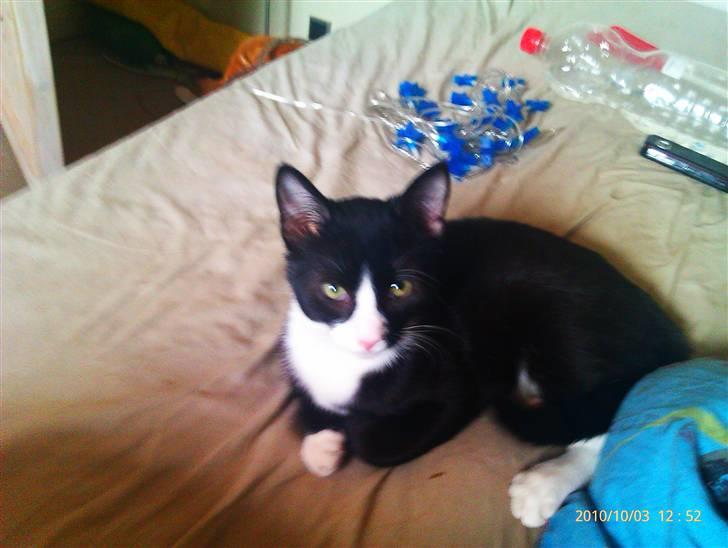 Huskat Samson (Basse) billede 20