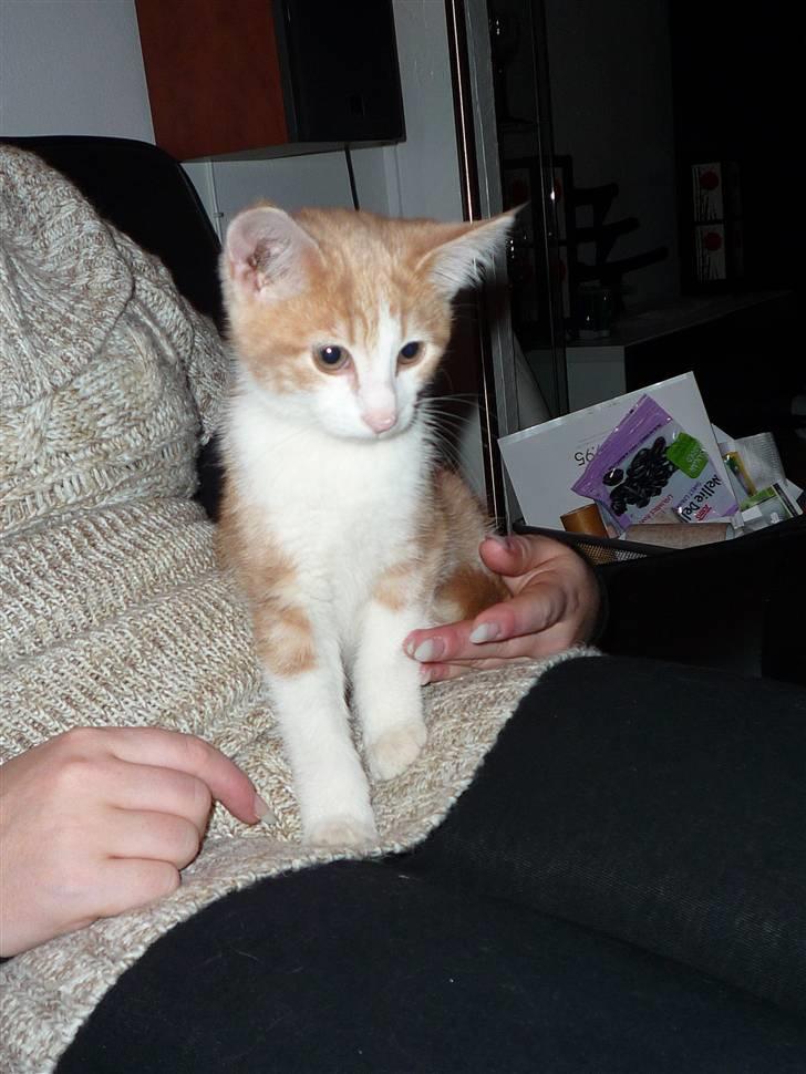 Blanding af racer Zeze Tigermis billede 1