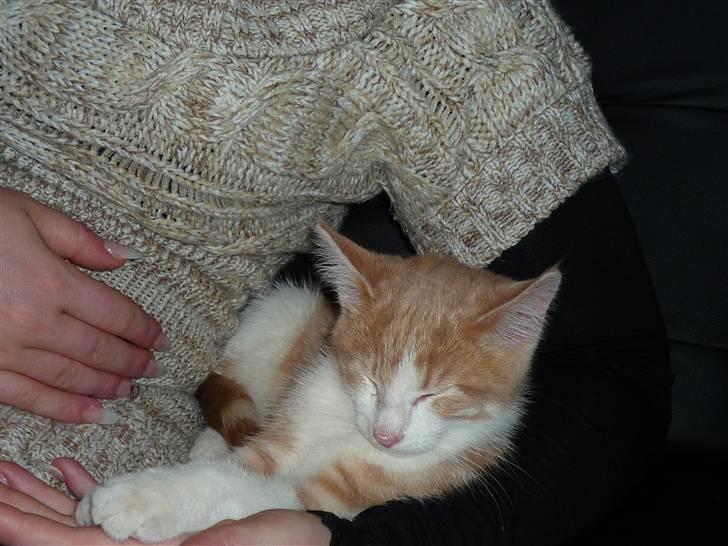 Blanding af racer Zeze Tigermis billede 2