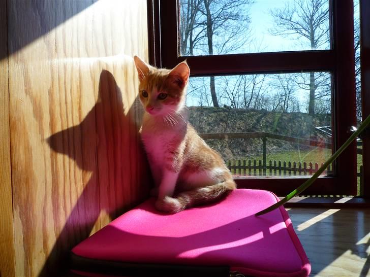 Blanding af racer Zeze Tigermis billede 3