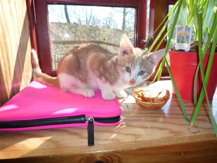 Blanding af racer Zeze Tigermis - nu med makral på næsen :D billede 4