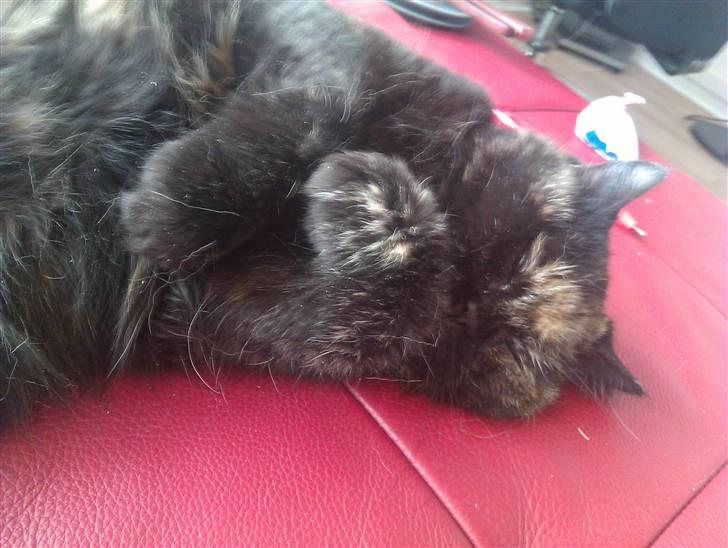 Exotic Jolly billede 1