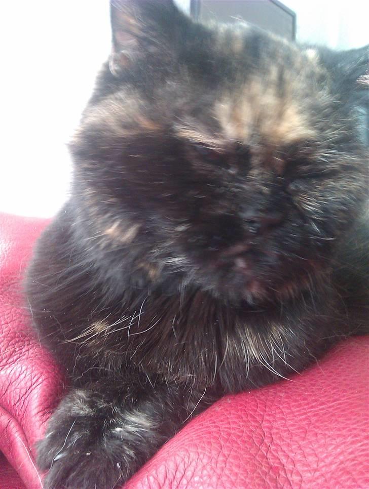 Exotic Jolly billede 2