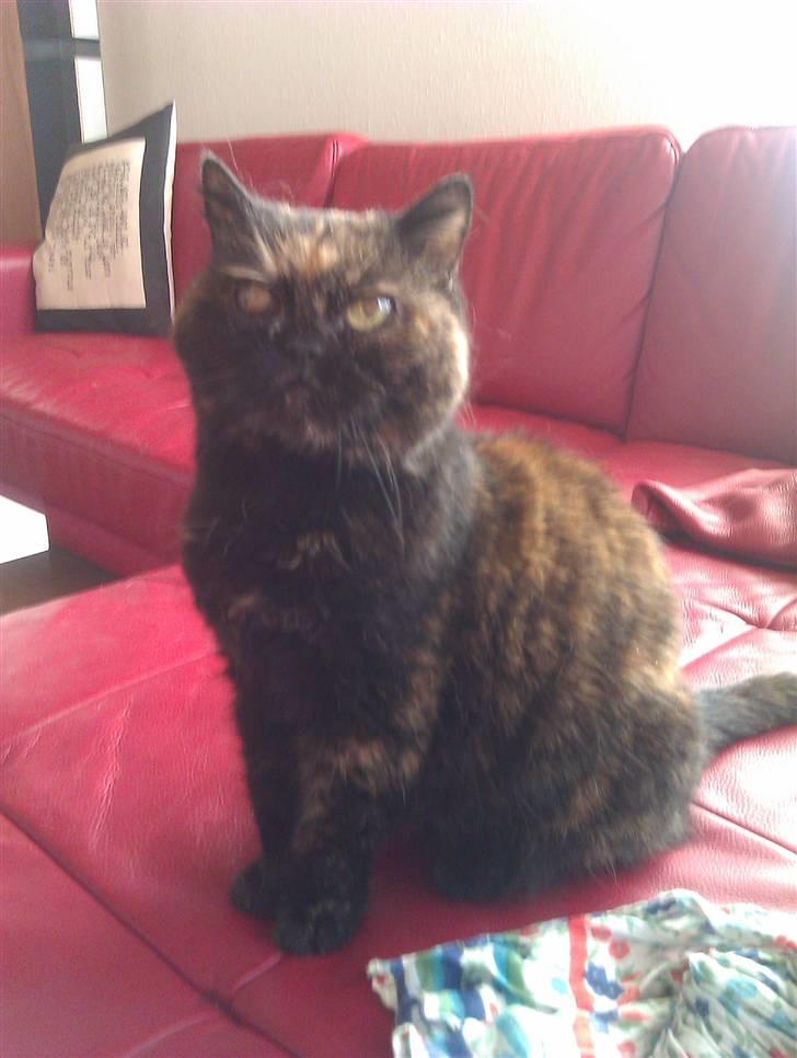 Exotic Jolly billede 3