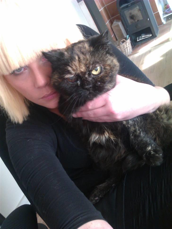 Exotic Jolly billede 4