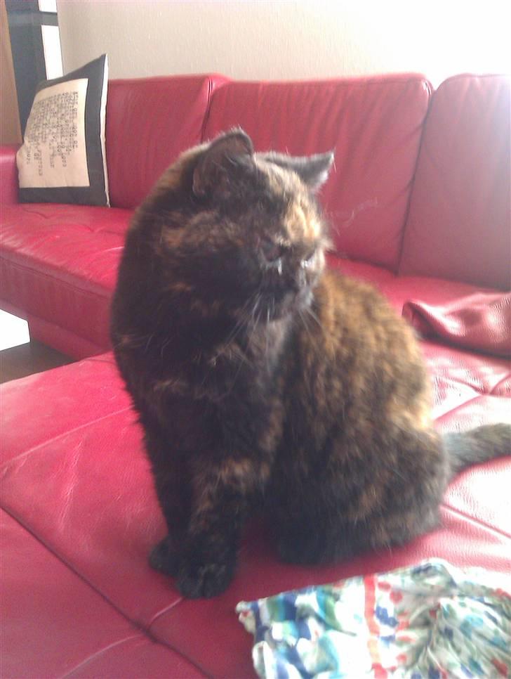 Exotic Jolly billede 5