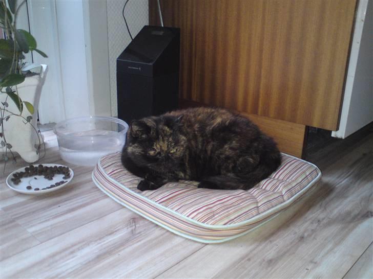 Exotic Jolly billede 6