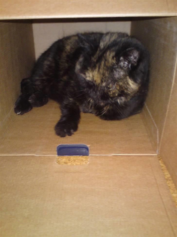 Exotic Jolly billede 7