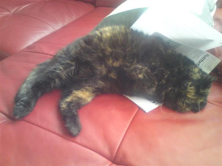 Exotic Jolly billede 8