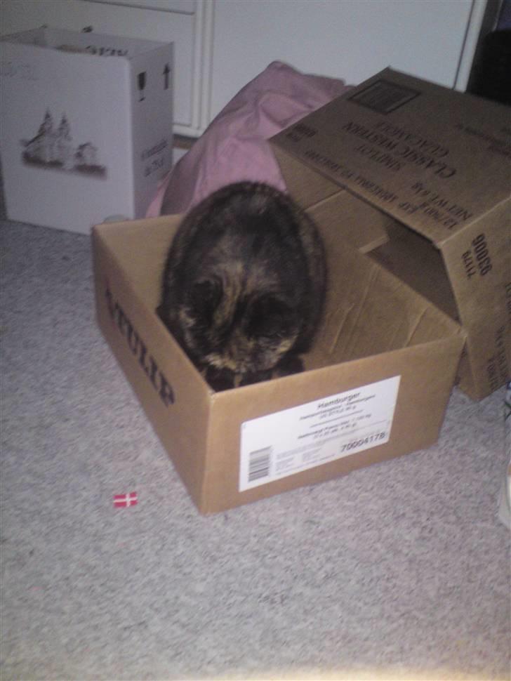 Exotic Jolly billede 9