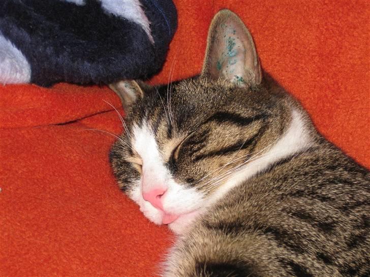 Huskat Pjevs billede 1