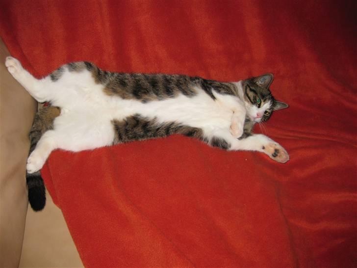 Huskat Pjevs billede 2