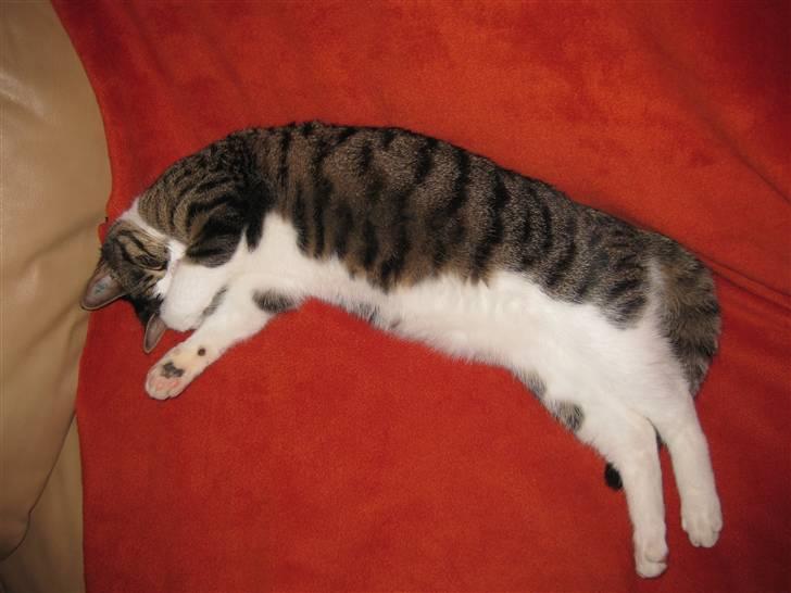 Huskat Pjevs billede 3