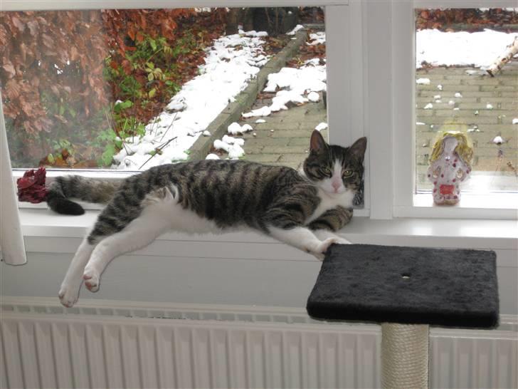 Huskat Pjevs billede 4