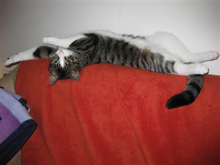 Huskat Pjevs billede 5