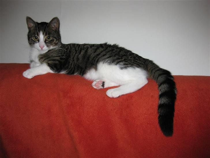 Huskat Pjevs billede 6