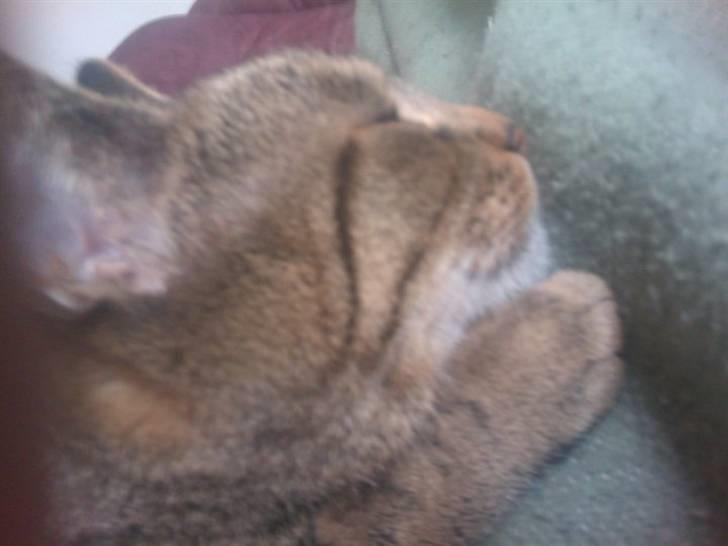 Huskat Sofine billede 16