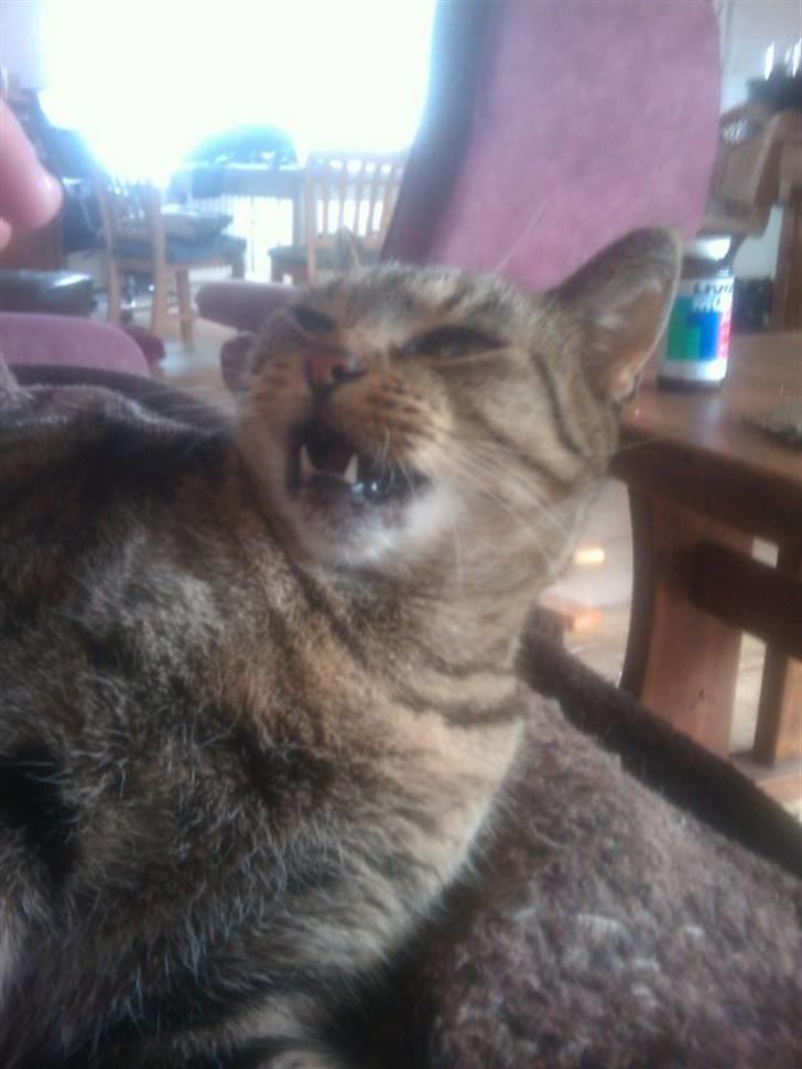 Huskat Sofine - WWWRRRAAAAA  billede 17