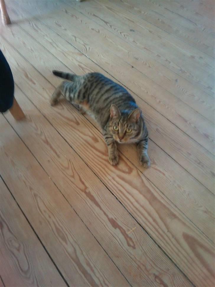 Huskat Sofine billede 18