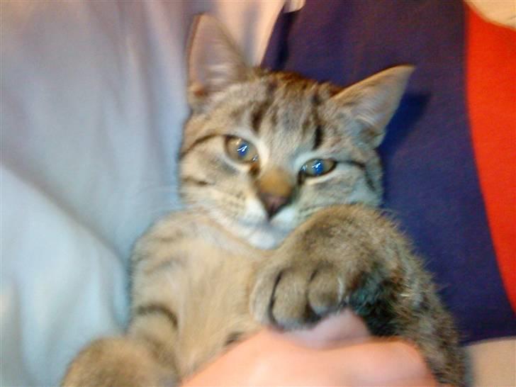 Huskat Elliot billede 1