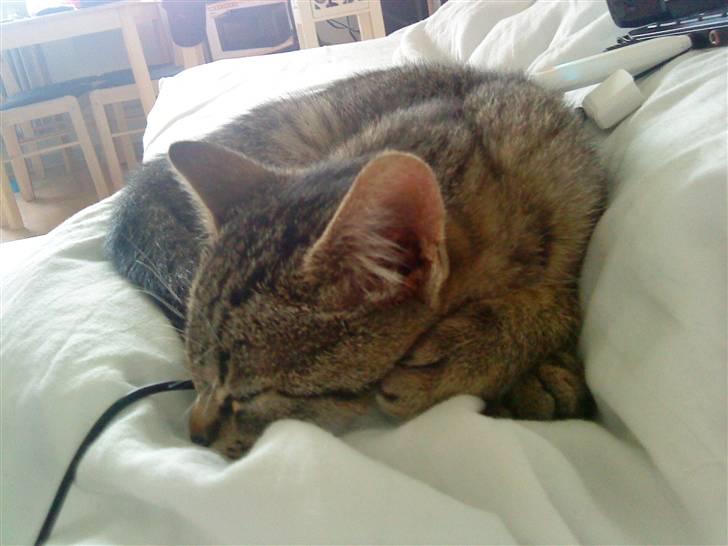 Huskat Elliot billede 2