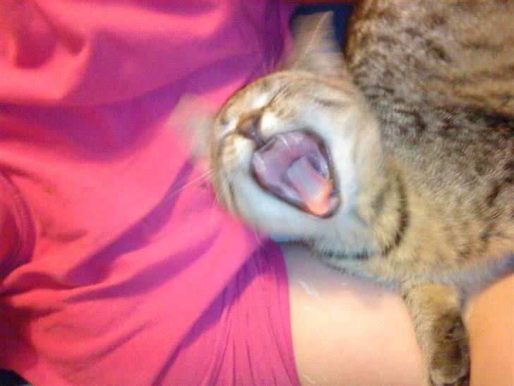 Huskat Elliot billede 3