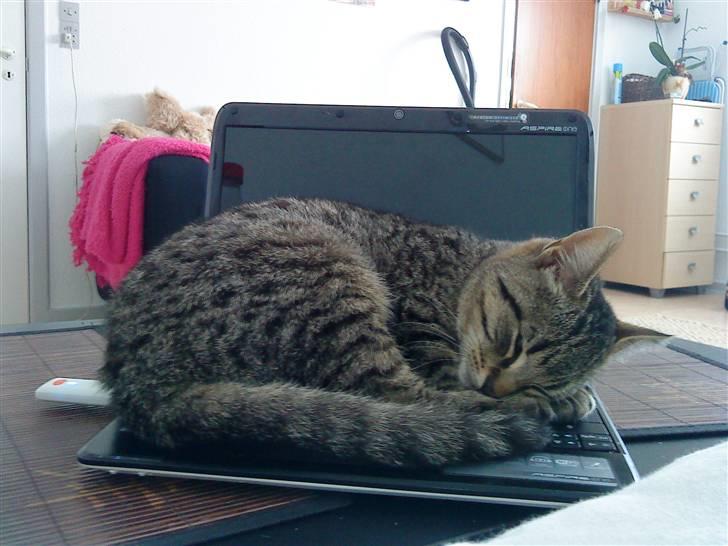 Huskat Elliot billede 4