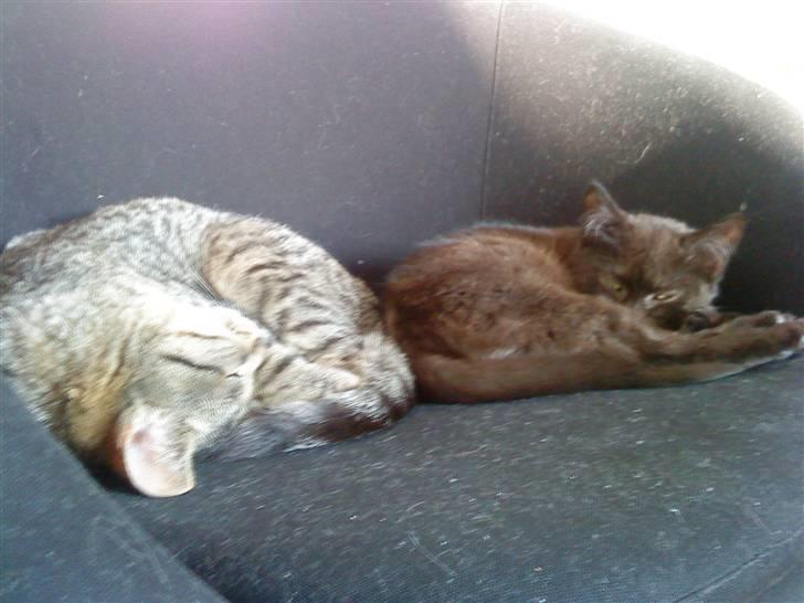 Huskat Elliot billede 5