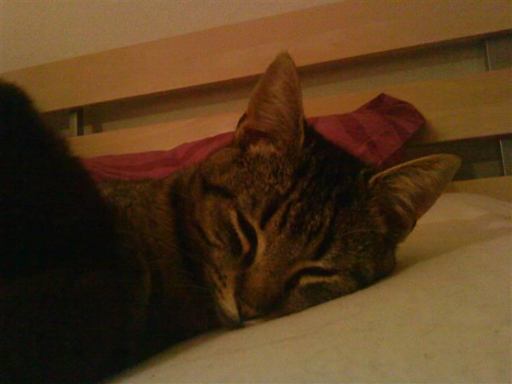 Huskat Elliot billede 6