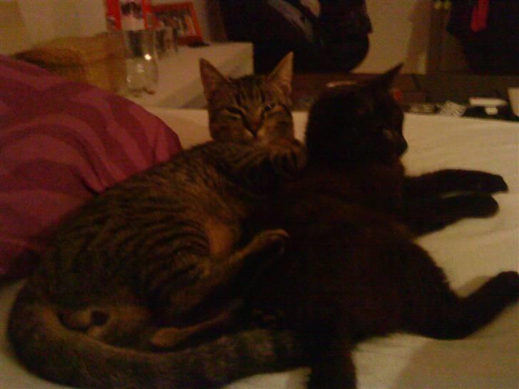 Huskat Elliot billede 7