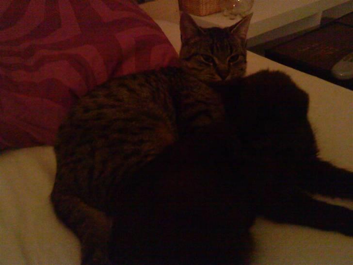 Huskat Elliot billede 8