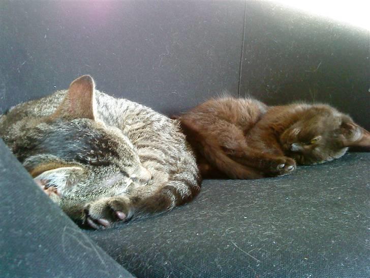 Huskat Elliot billede 9