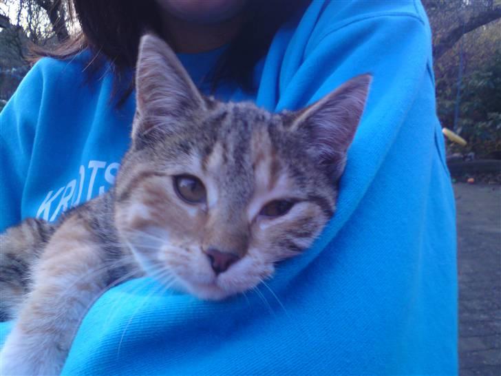 Huskat Kiara billede 1