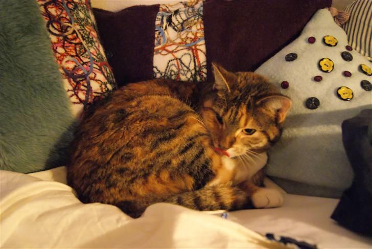 Huskat Kiara billede 2