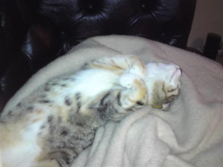 Huskat Kiara - Første dag Kiara var hjemme :-) billede 3