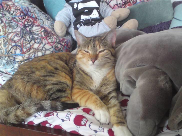 Huskat Kiara billede 4