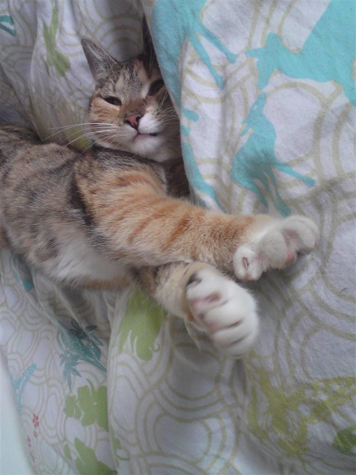 Huskat Kiara billede 5