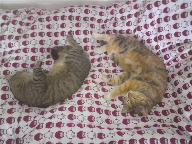 Huskat Kiara - Kiara som Killing sammen med storesøster Mille, nu er er Kiara dobbelt så stor som Mille billede 6